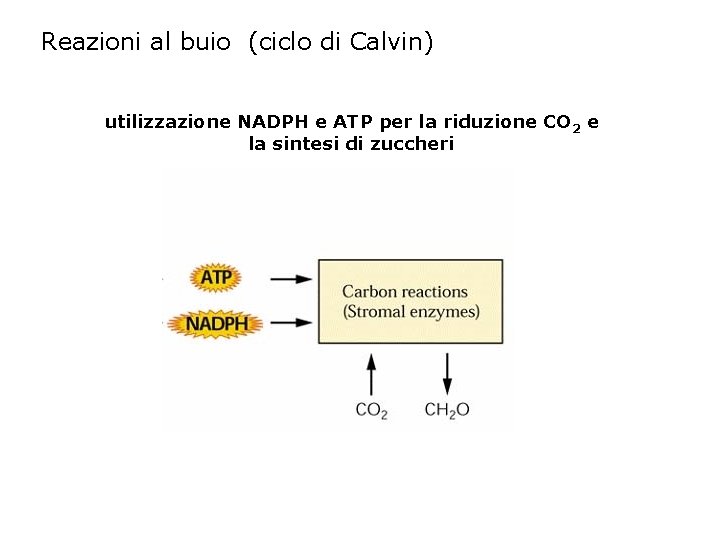 Reazioni al buio (ciclo di Calvin) utilizzazione NADPH e ATP per la riduzione CO