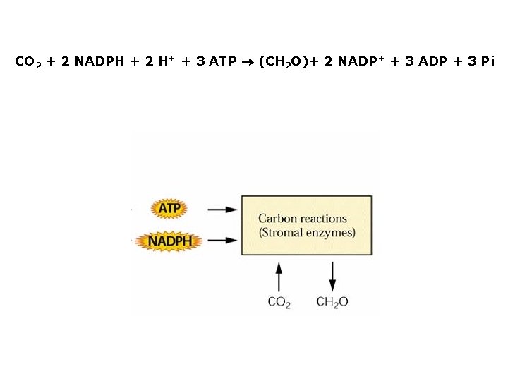 CO 2 + 2 NADPH + 2 H+ + 3 ATP (CH 2 O)+