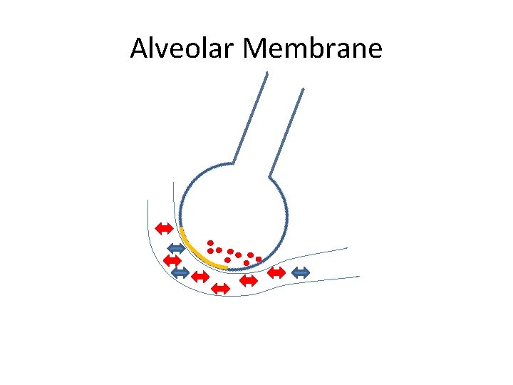 Alveolar Membrane 