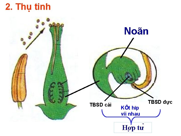 2. Thụ tinh Noãn TBSD cái TBSD đực KÕt hîp víi nhau Hơ p 2. Thụ tinh Noãn TBSD cái TBSD đực KÕt hîp víi nhau Hơ p