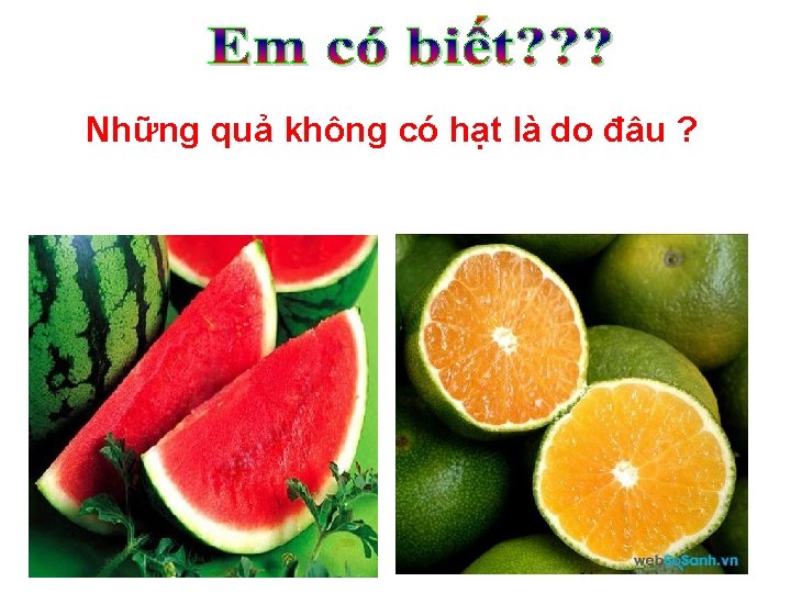 Những quả không có hạt là do đâu ? Những quả không có hạt là do đâu ?