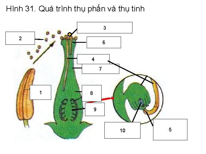 Hình 31. Quá trình thụ phấn và thụ tinh 3 y mâ m Ha Hình 31. Quá trình thụ phấn và thụ tinh 3 y mâ m Ha