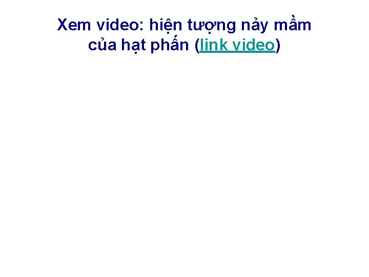 Xem video: hiện tượng nảy mầm của hạt phấn (link video) Xem video: hiện tượng nảy mầm của hạt phấn (link video)
