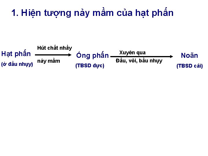 1. Hiện tượng nảy mầm của hạt phấn Hạt phấn (ở đầu nhụy) Hút 1. Hiện tượng nảy mầm của hạt phấn Hạt phấn (ở đầu nhụy) Hút