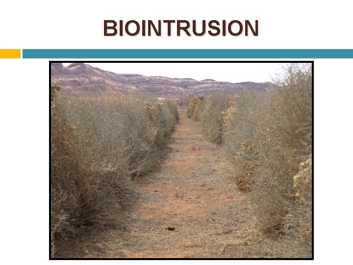 BIOINTRUSION 