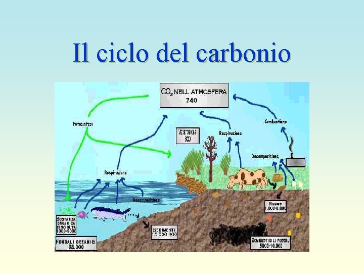 Il ciclo della materia in natura La produttivit