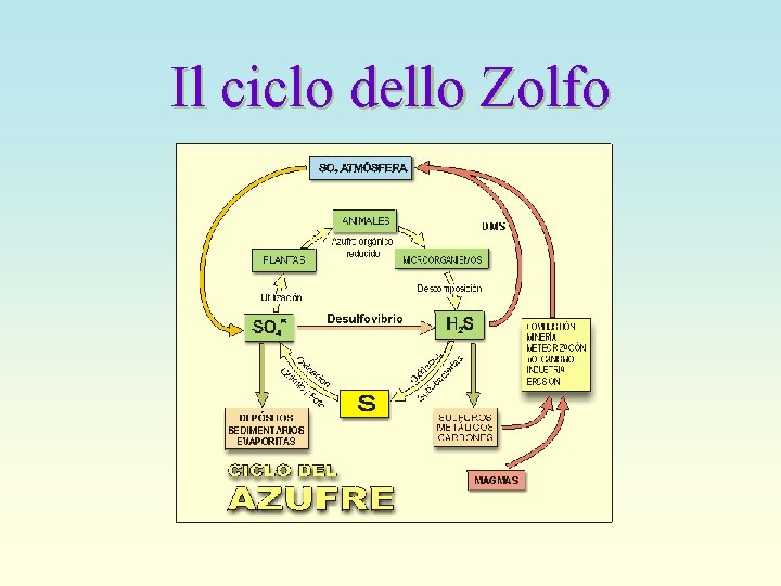 Il ciclo dello Zolfo 
