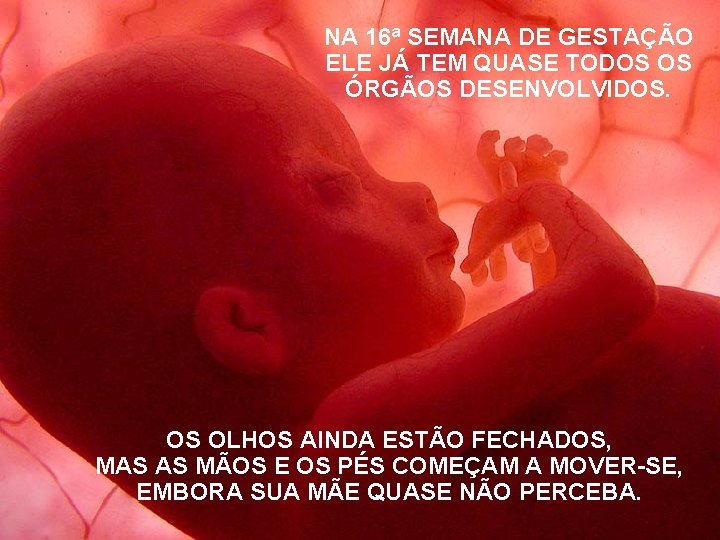 NA 16ª SEMANA DE GESTAÇÃO ELE JÁ TEM QUASE TODOS OS ÓRGÃOS DESENVOLVIDOS. OS