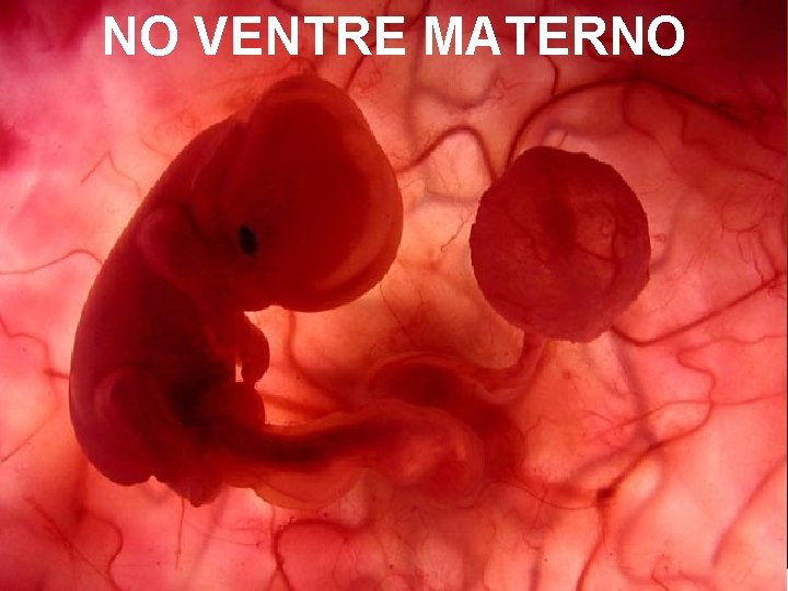 NO VENTRE MATERNO Um feto de poucas semanas encontra-se no interior do útero de