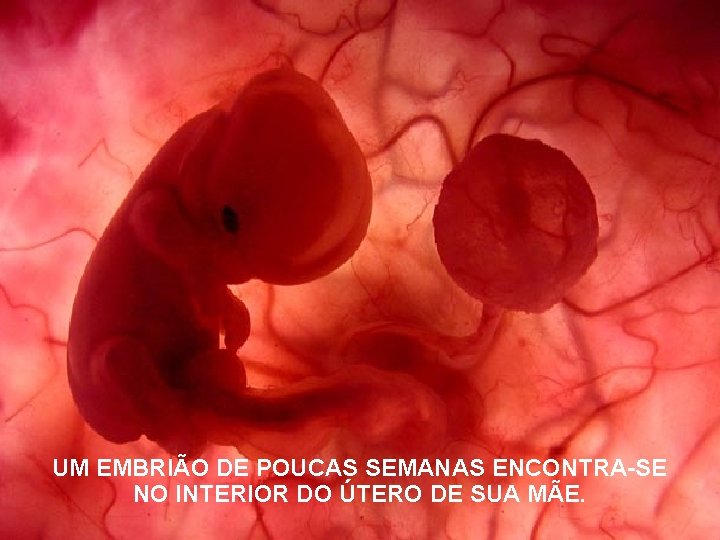 UM EMBRIÃO DE POUCAS SEMANAS ENCONTRA-SE NO INTERIOR DO ÚTERO DE SUA MÃE. 