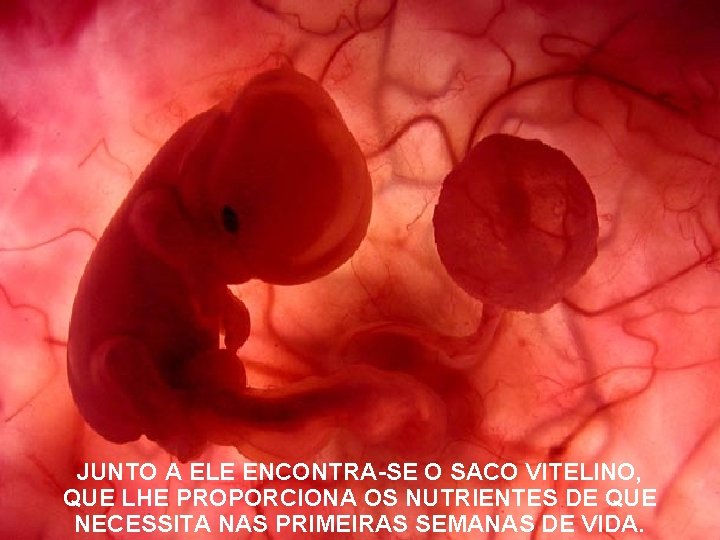 JUNTO A ELE ENCONTRA-SE O SACO VITELINO, QUE LHE PROPORCIONA OS NUTRIENTES DE QUE