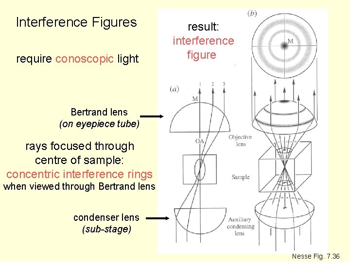 Interference Figures require conoscopic light result: interference figure Bertrand lens (on eyepiece tube) rays