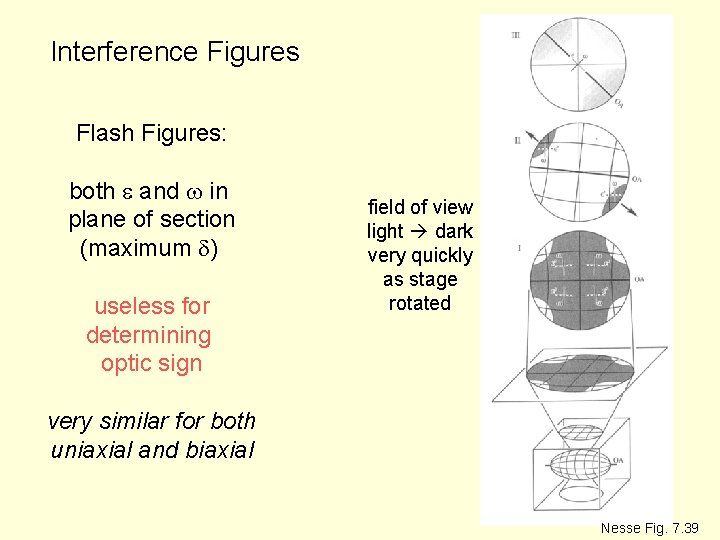 Interference Figures Flash Figures: both e and w in plane of section (maximum d) Interference Figures Flash Figures: both e and w in plane of section (maximum d)