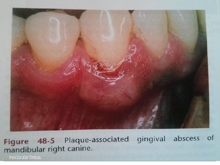 Prof. Dr. Elif ÜNSAL 