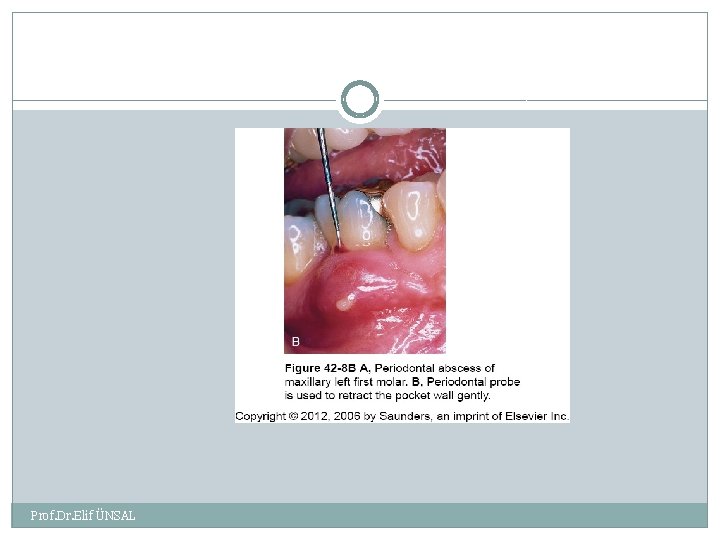Prof. Dr. Elif ÜNSAL 
