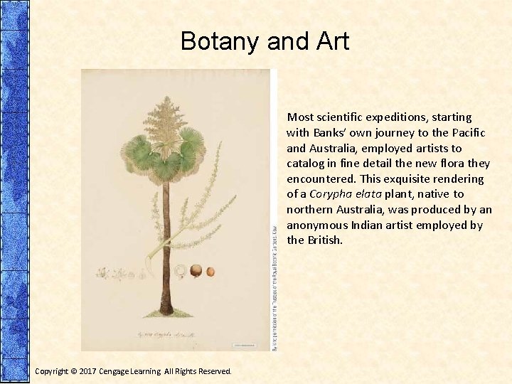 Botany and Art Most scientific expeditions, starting with Banks’ own journey to the Pacific