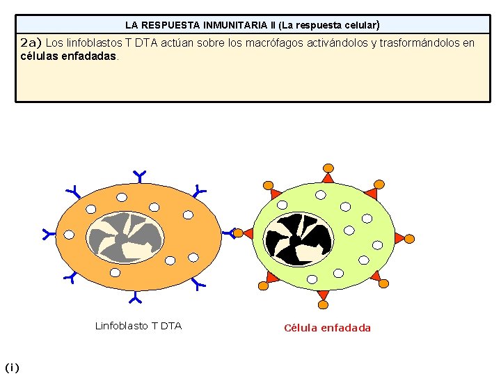 LA RESPUESTA INMUNITARIA II (La respuesta celular) 2 a) Los linfoblastos T DTA actúan LA RESPUESTA INMUNITARIA II (La respuesta celular) 2 a) Los linfoblastos T DTA actúan