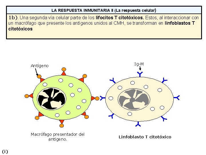 LA RESPUESTA INMUNITARIA II (La respuesta celular) 1 b). Una segunda vía celular parte LA RESPUESTA INMUNITARIA II (La respuesta celular) 1 b). Una segunda vía celular parte