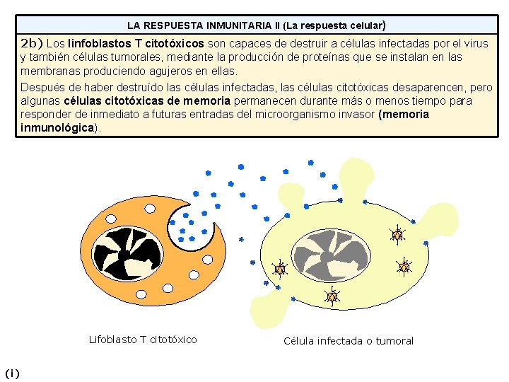 LA RESPUESTA INMUNITARIA II (La respuesta celular) 2 b) Los linfoblastos T citotóxicos son LA RESPUESTA INMUNITARIA II (La respuesta celular) 2 b) Los linfoblastos T citotóxicos son