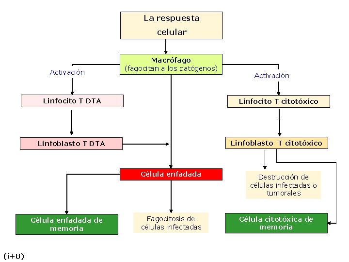 La respuesta celular Activación Macrófago (fagocitan a los patógenos) Linfocito T DTA Linfocito T La respuesta celular Activación Macrófago (fagocitan a los patógenos) Linfocito T DTA Linfocito T