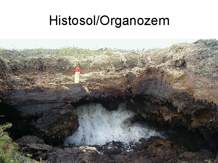 Histosol/Organozem 