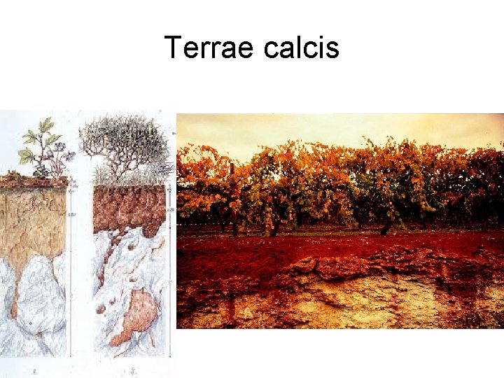 Terrae calcis 