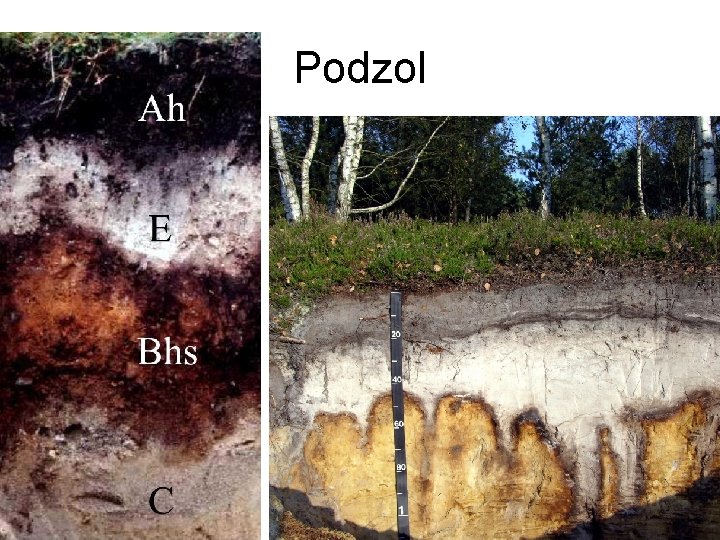 Podzol 