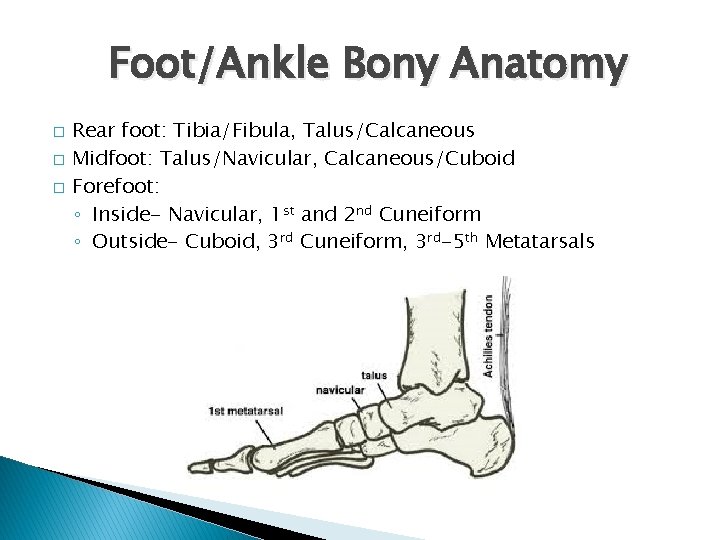 Foot/Ankle Bony Anatomy � � � Rear foot: Tibia/Fibula, Talus/Calcaneous Midfoot: Talus/Navicular, Calcaneous/Cuboid Forefoot: