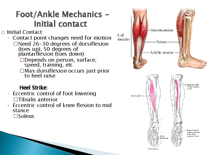 Foot/Ankle Mechanics Initial contact � Initial Contact ◦ Contact point changes need for motion