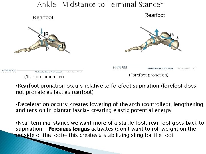 Ankle- Midstance to Terminal Stance* (Rearfoot pronation) (Forefoot pronation) • Rearfoot pronation occurs relative