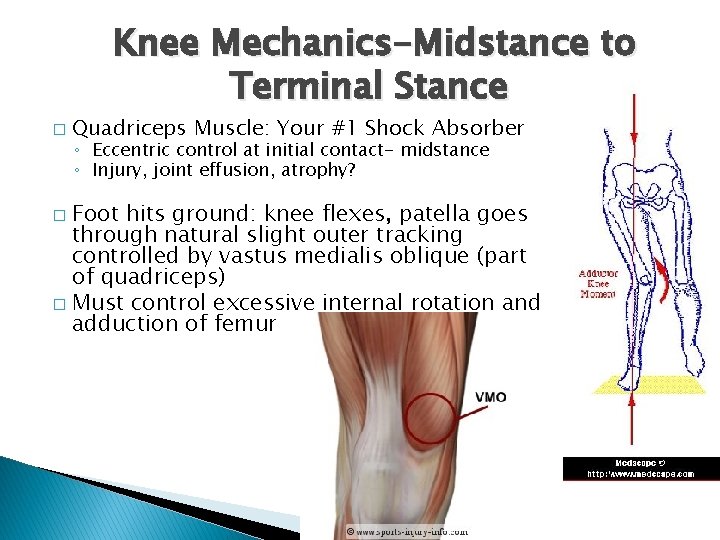 Knee Mechanics-Midstance to Terminal Stance � Quadriceps Muscle: Your #1 Shock Absorber ◦ Eccentric