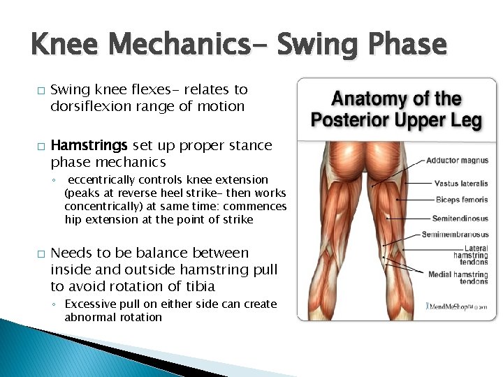 Knee Mechanics- Swing Phase � � Swing knee flexes- relates to dorsiflexion range of