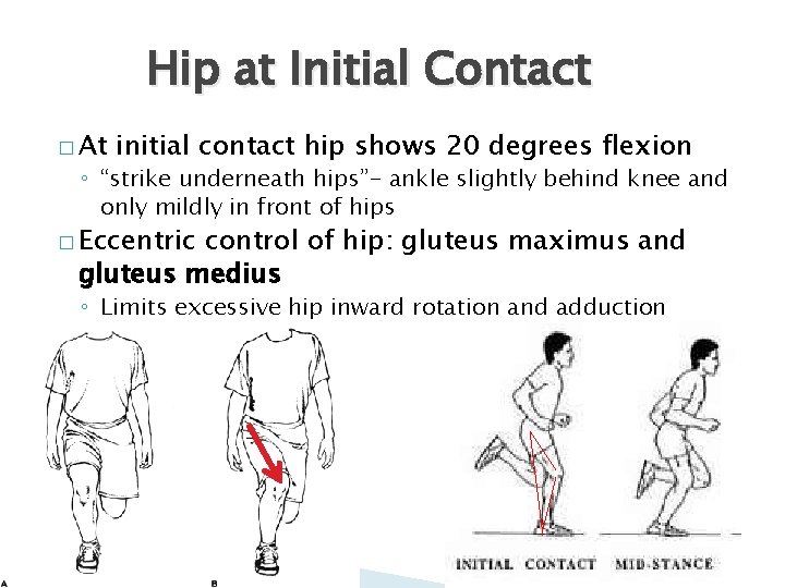 Hip at Initial Contact � At initial contact hip shows 20 degrees flexion ◦