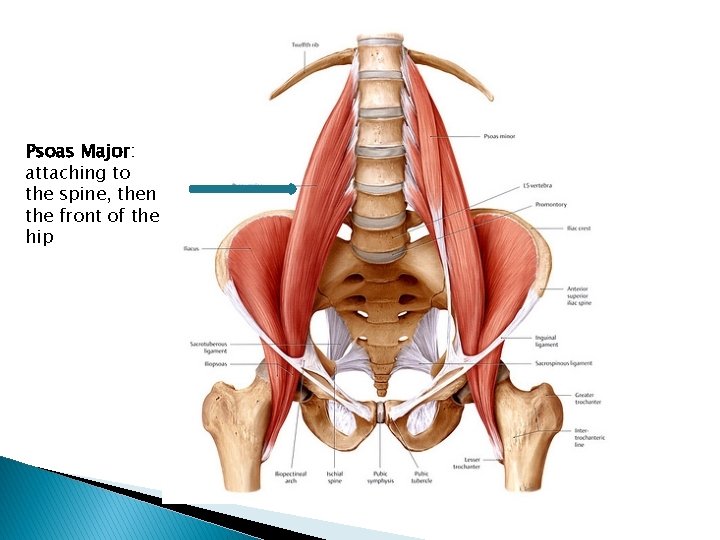 Psoas Major: attaching to the spine, then the front of the hip 