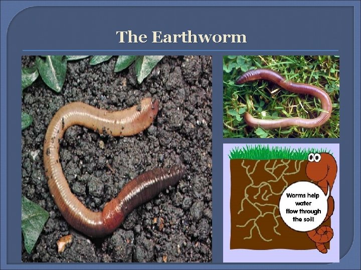 The Earthworm 