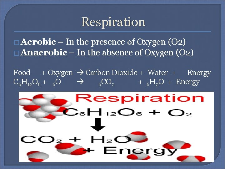 Respiration � Aerobic – In the presence of Oxygen (O 2) � Anaerobic –