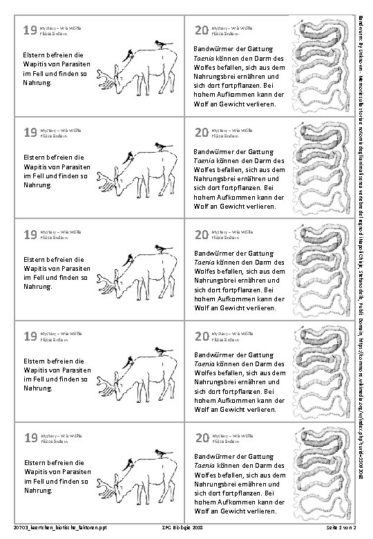 Mystery – Wie Wölfe Flüsse ändern Elstern befreien die Wapitis von Parasiten im Fell