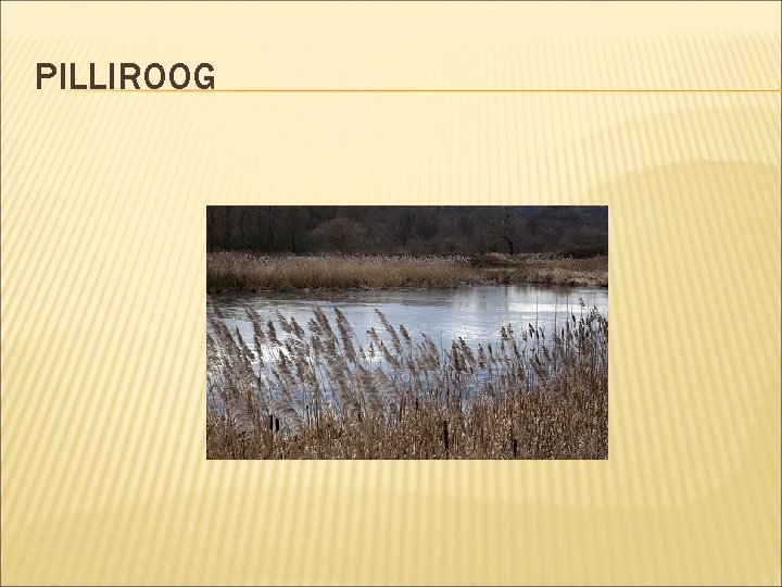 PILLIROOG 