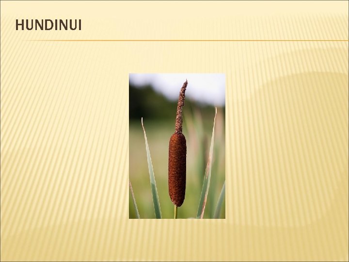 HUNDINUI 