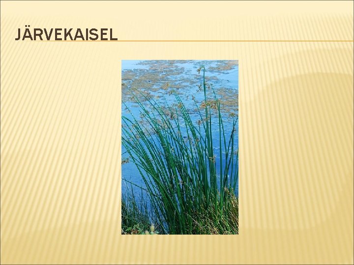 JÄRVEKAISEL 