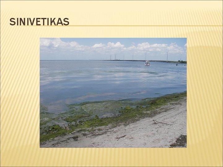 SINIVETIKAS 