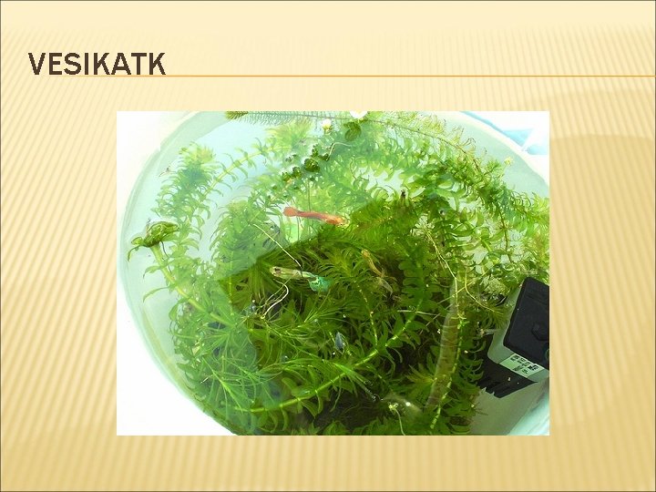 VESIKATK 