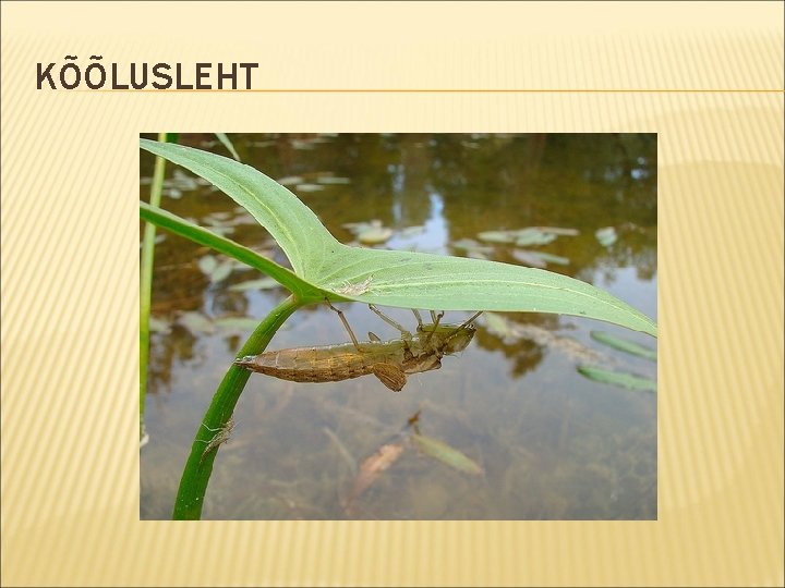 KÕÕLUSLEHT 