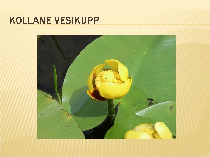 KOLLANE VESIKUPP 