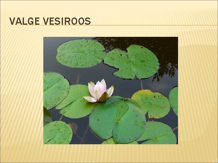 VALGE VESIROOS 