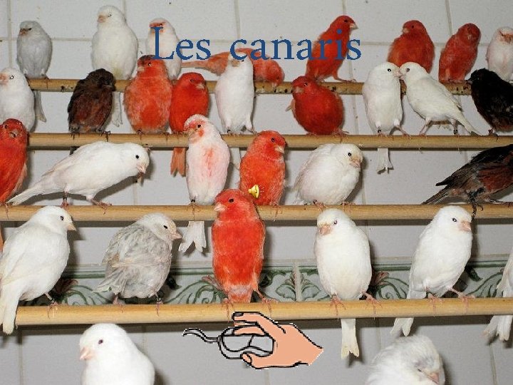 Les canaris 