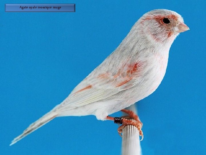 Agate opale mosaïque rouge 