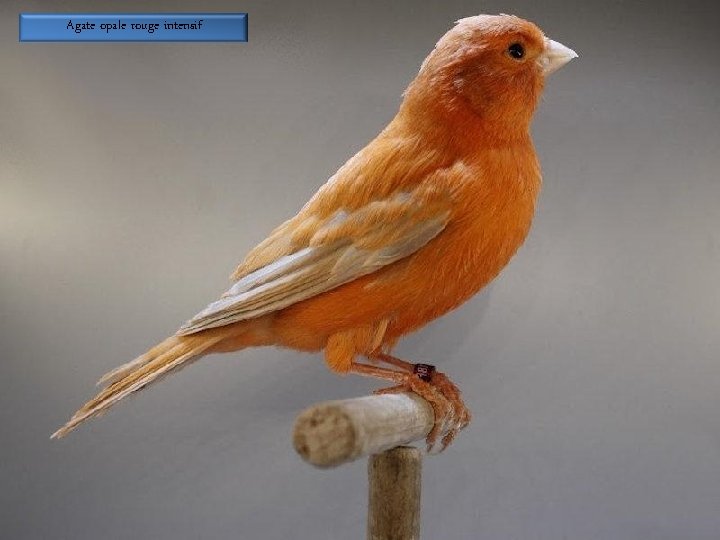 Agate opale rouge intensif 