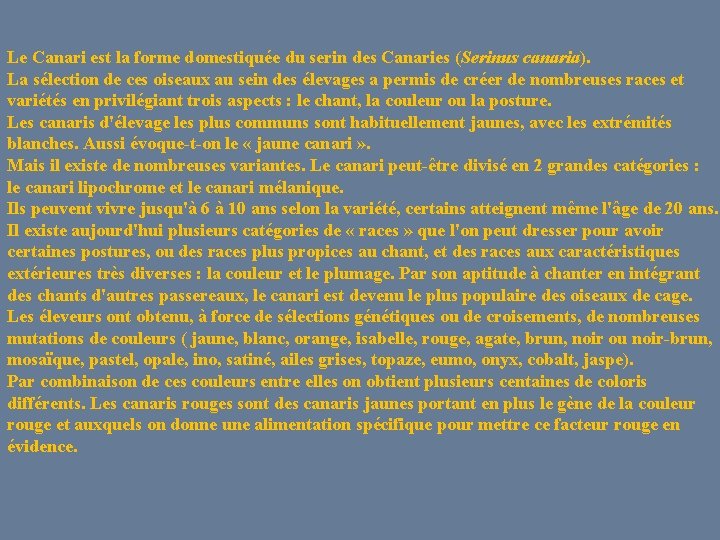 Le Canari est la forme domestiquée du serin des Canaries (Serinus canaria). La sélection