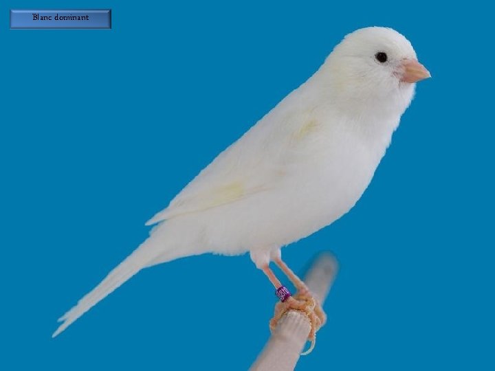 Blanc dominant 